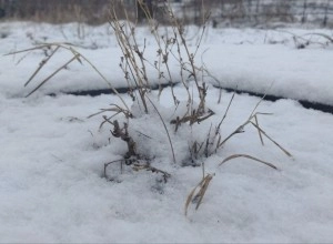 Вчера в городе Камень-на-Оби было летнее тепло, +16 градусов и ясная погода дарили жителям города хорошее настроение.