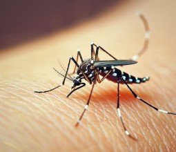 Летом 2024 года жителей Алтайского края атаковали полчища комаров