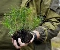 Обновление городского парка: более ста новых саженцев сосен высажены благодаря меценатам