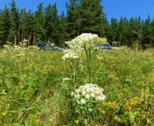 Каменские джиперы облюбовали метеоритное озеро