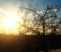 Сегодня, 29 марта, жители города Камня-на-Оби проснулись под ярким солнцем.
