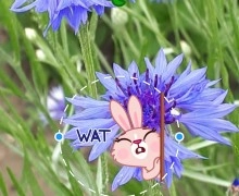 Истории в Телеграм: плюсы и минусы 