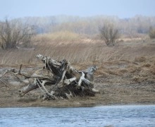 Фотографии майской природы: прогулка вдоль канала и реки