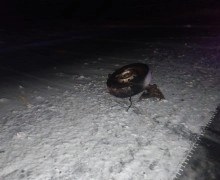 Сотрудники Каменской Госавтоинспекции проводят проверку по факту ДТП с участием малолетнего пассажира